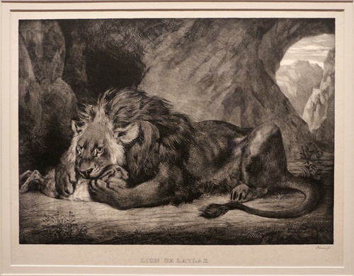Lion on the Atlas Mountains