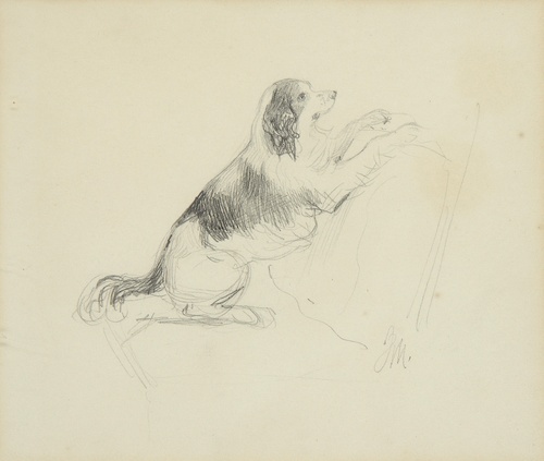 Study of a dog