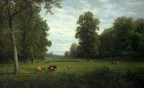 Cows in a Pasture
