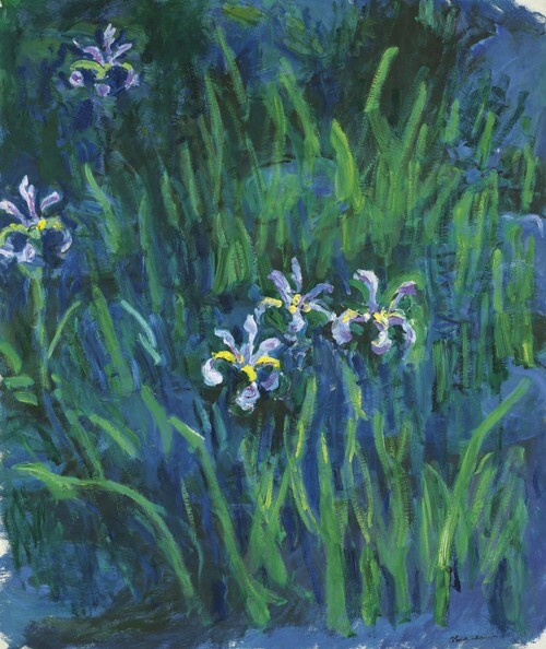 Iris