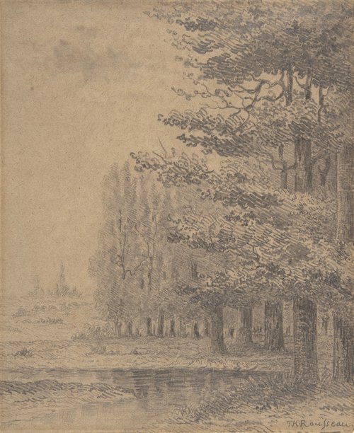 Un boschetto di alberi vicino a un fiume