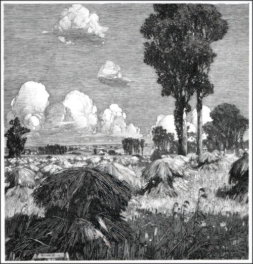 Wheatfield