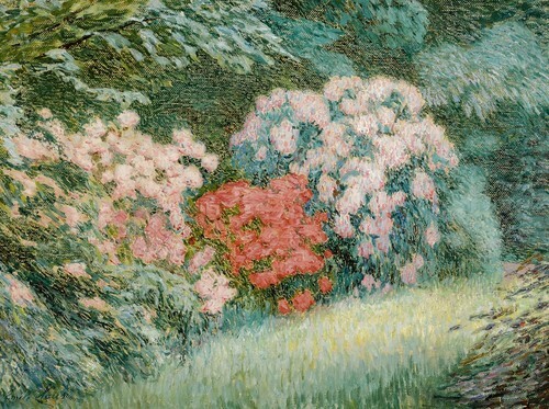 Rhododendrons