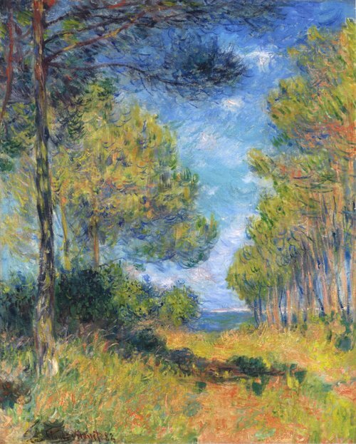 Allée de sapins à Varengeville