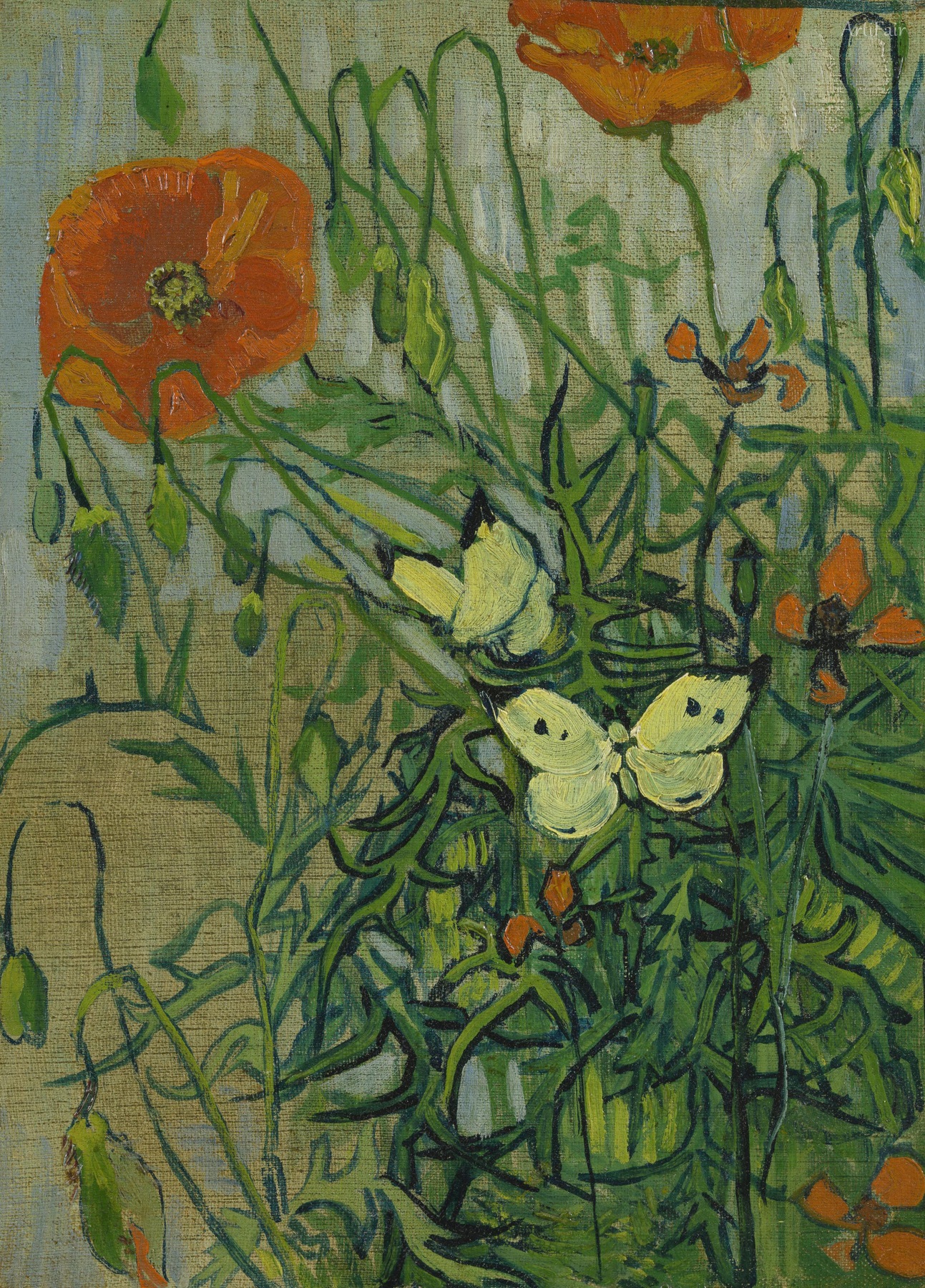 Butterflies and Poppies