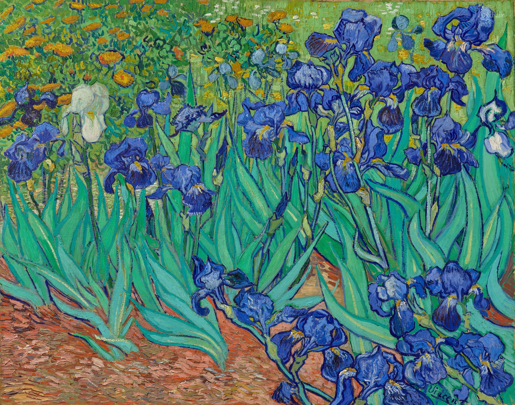 Irisy