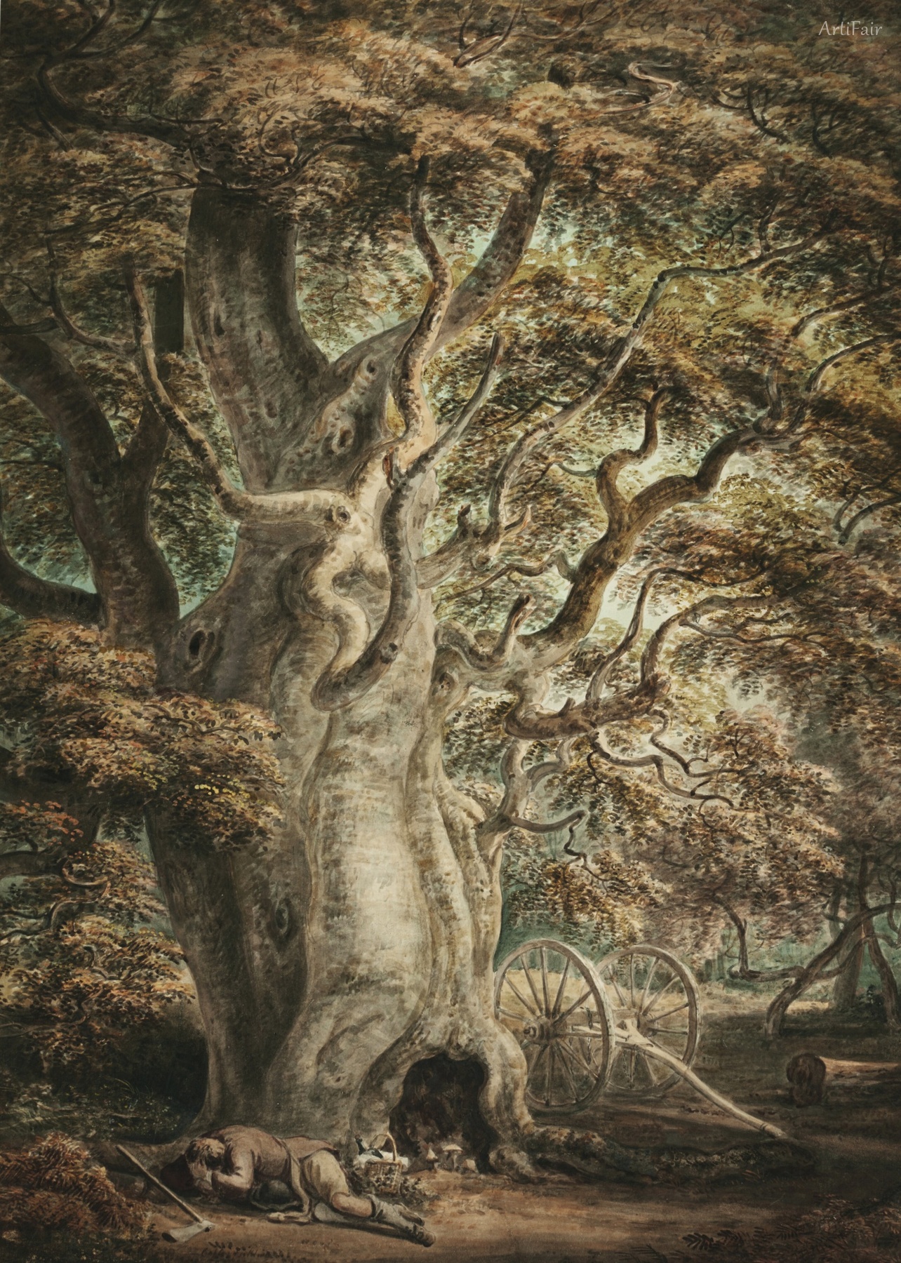 Αρχαία οξιά, Windsor Great Park 1797