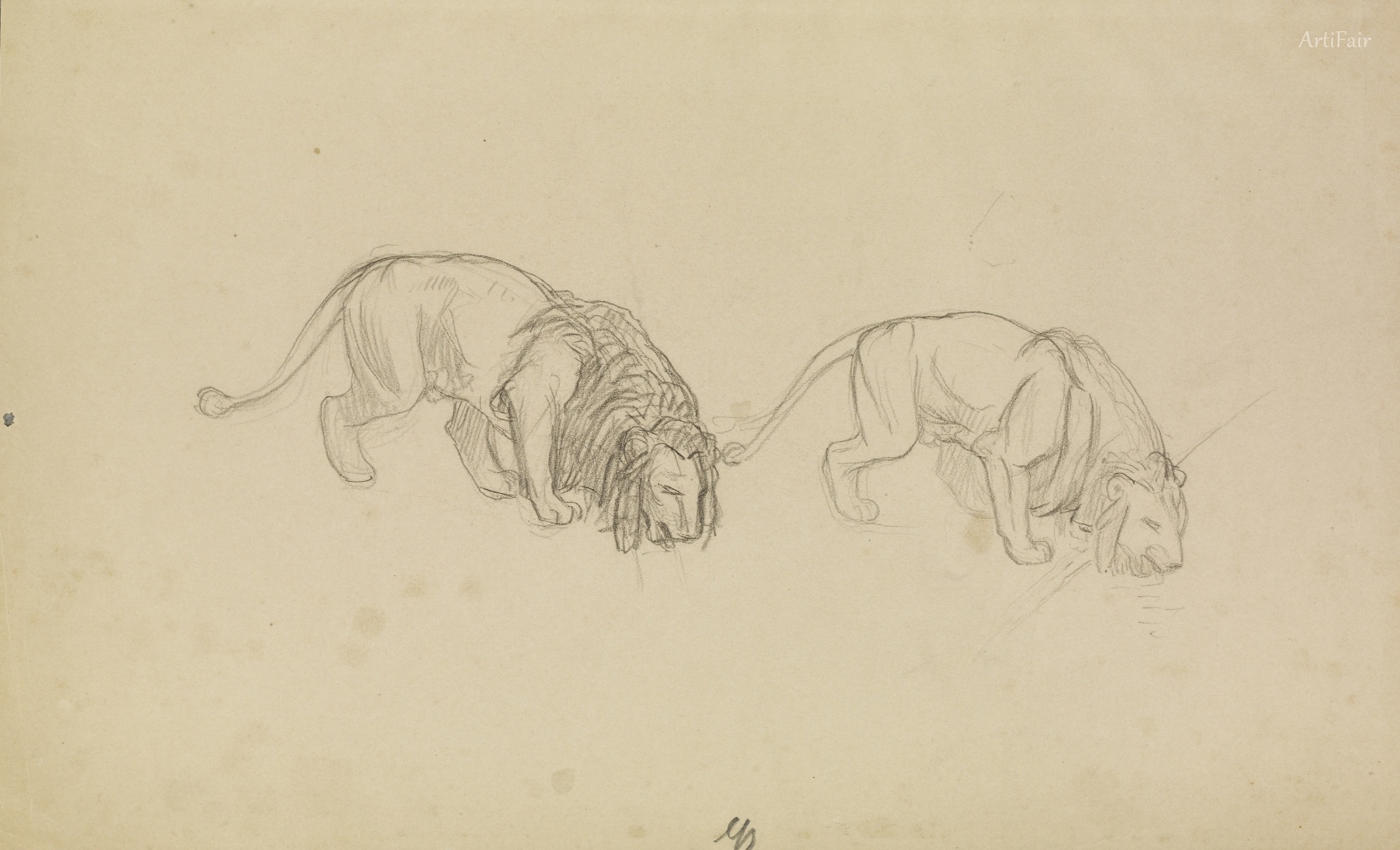 Study of Lions