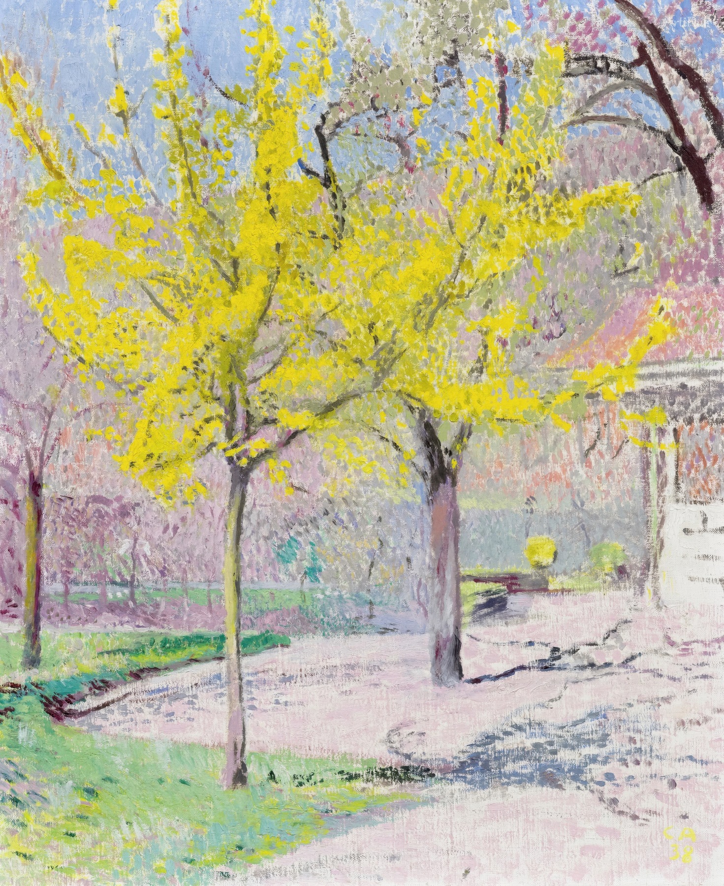 Landscape in spring with trees with yellow blossom