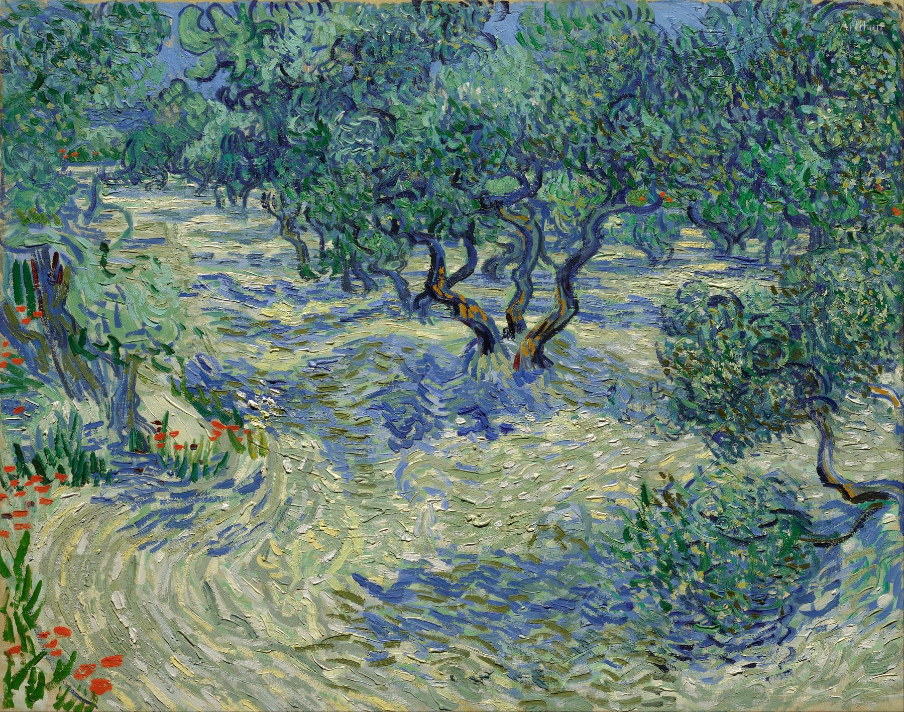 Olive Trees