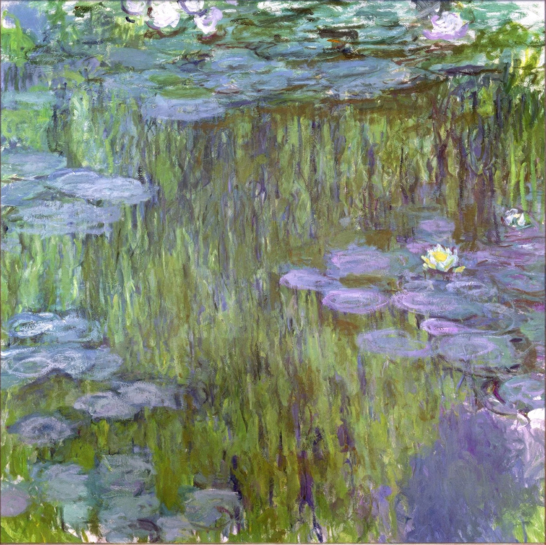 Water Lilies