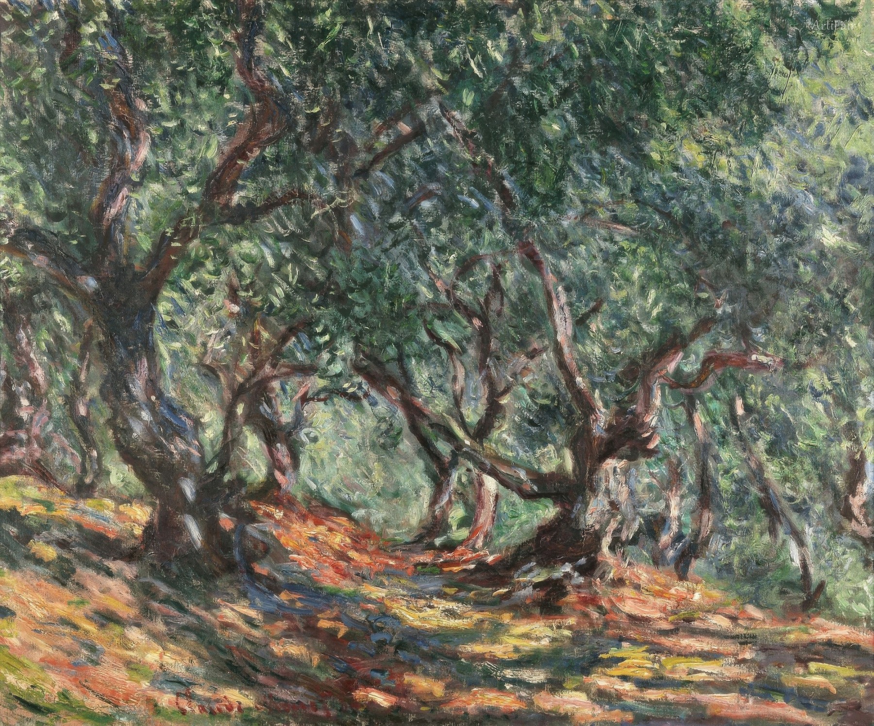 Study of Olive Trees in Bordighera