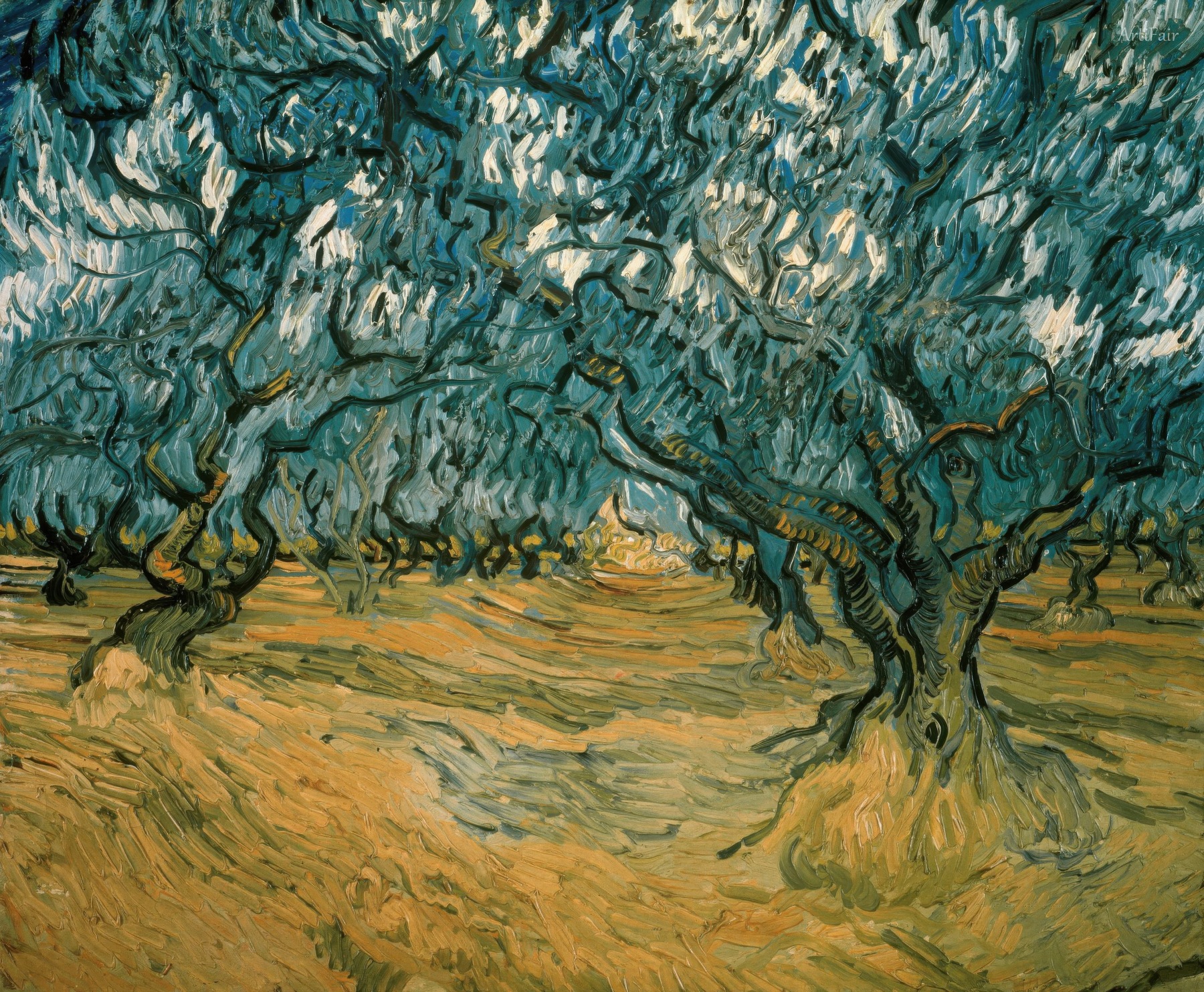 Olive Trees