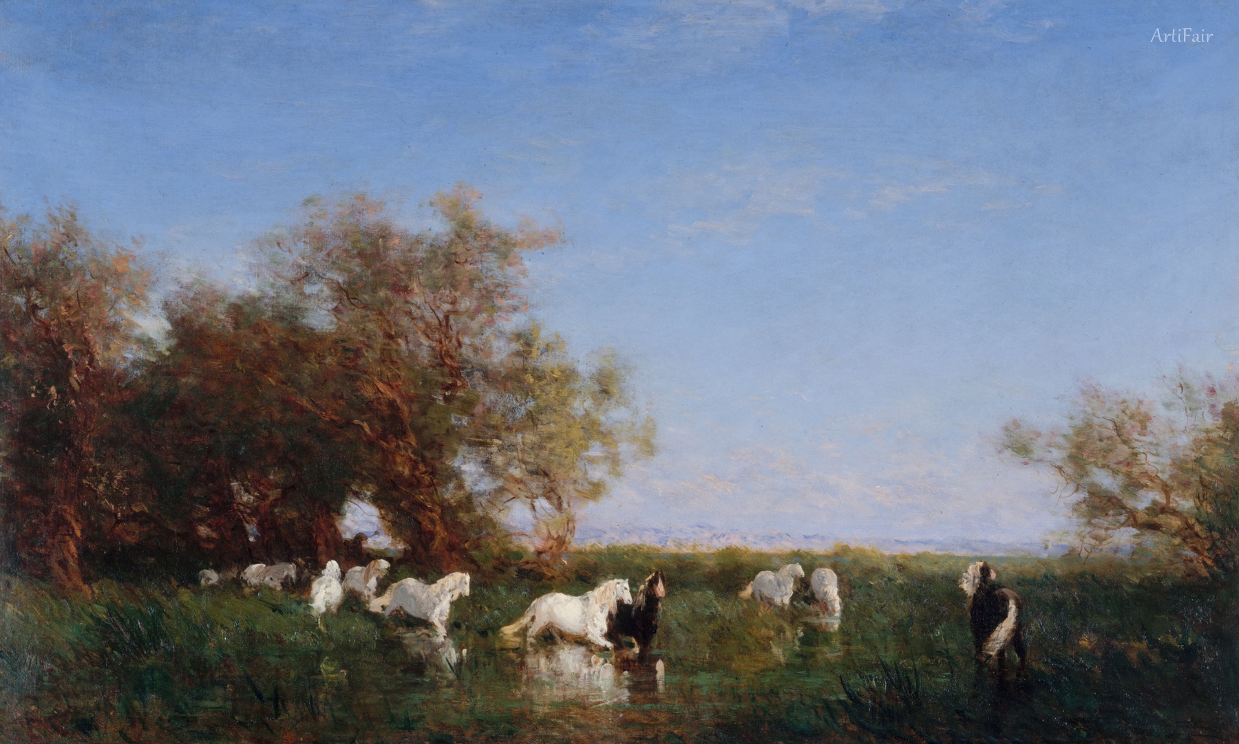 Divocí koně v Camargue