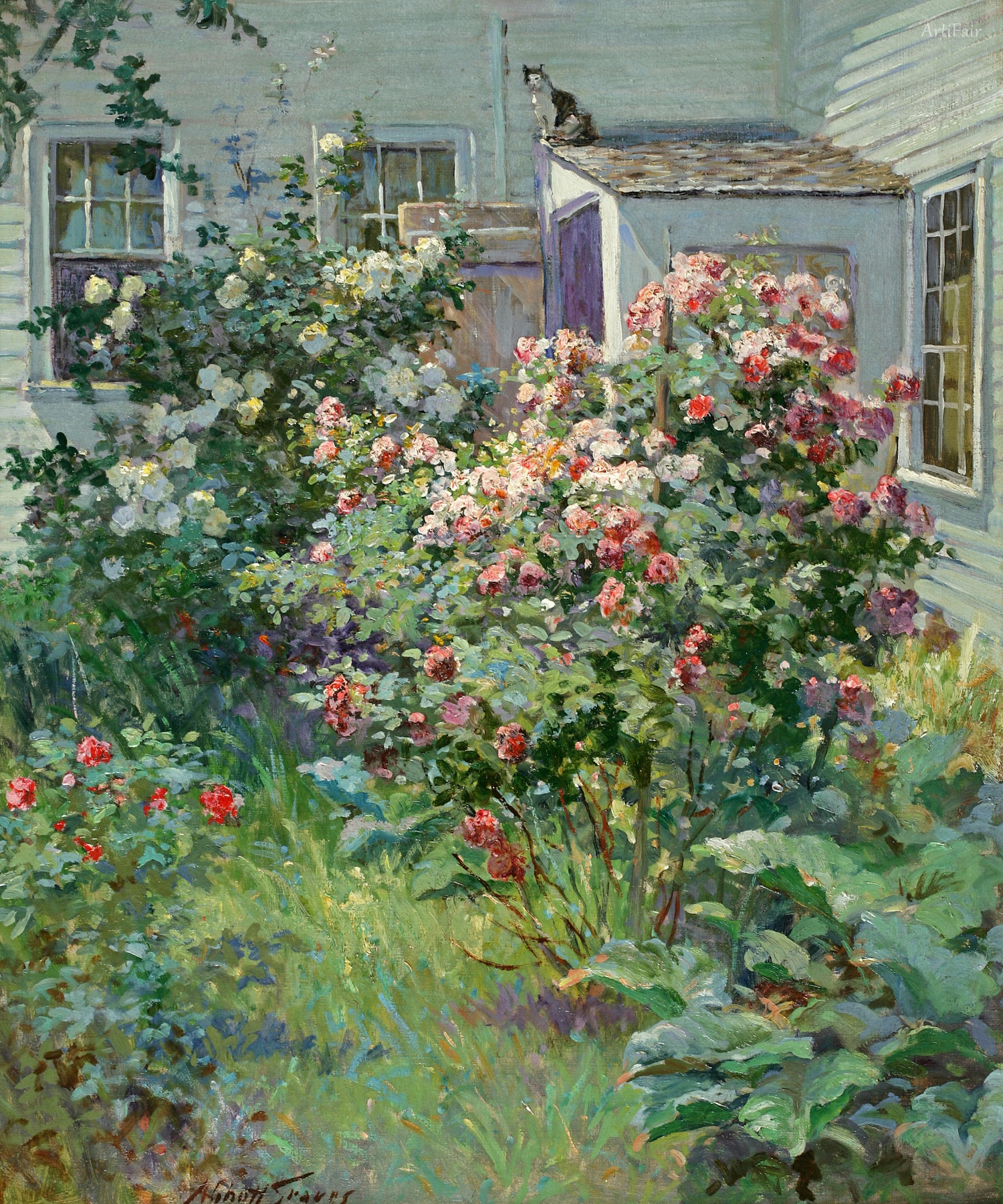 Backyard with a Cat