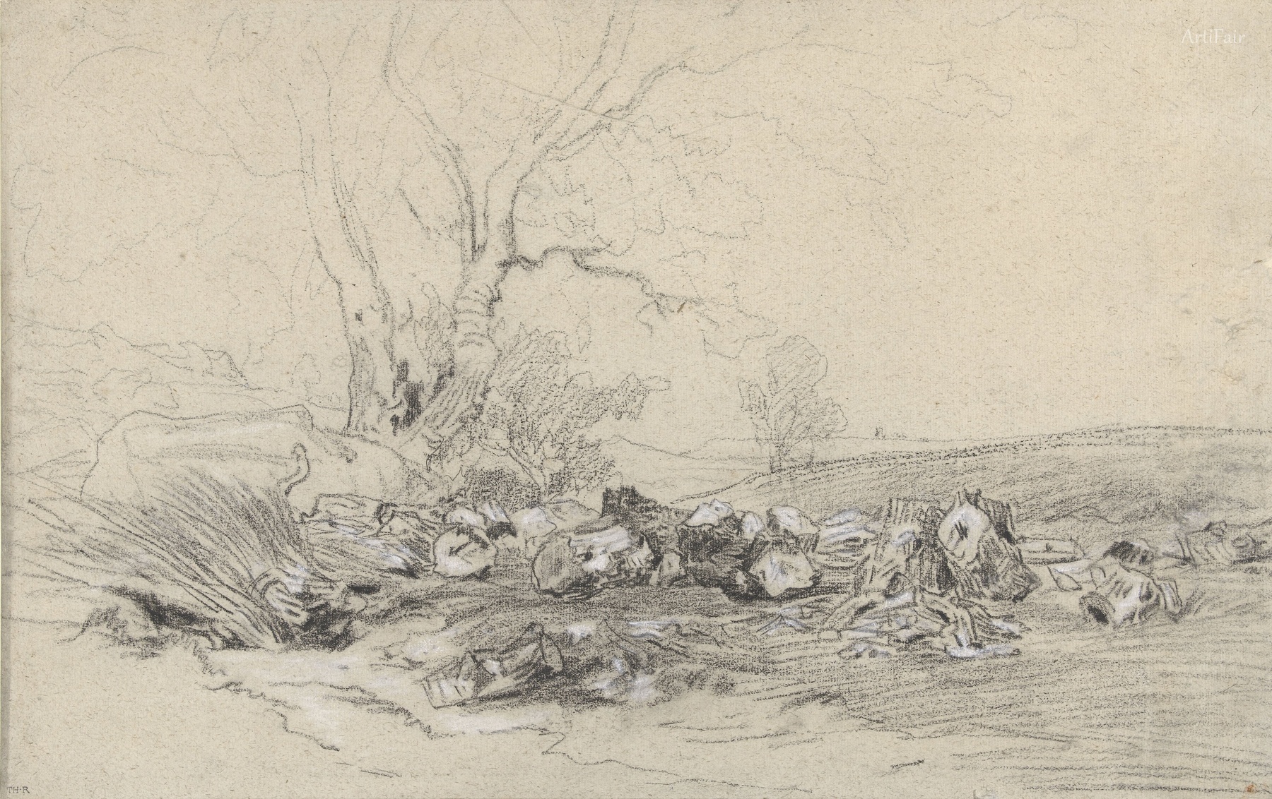 Fallen Trees
