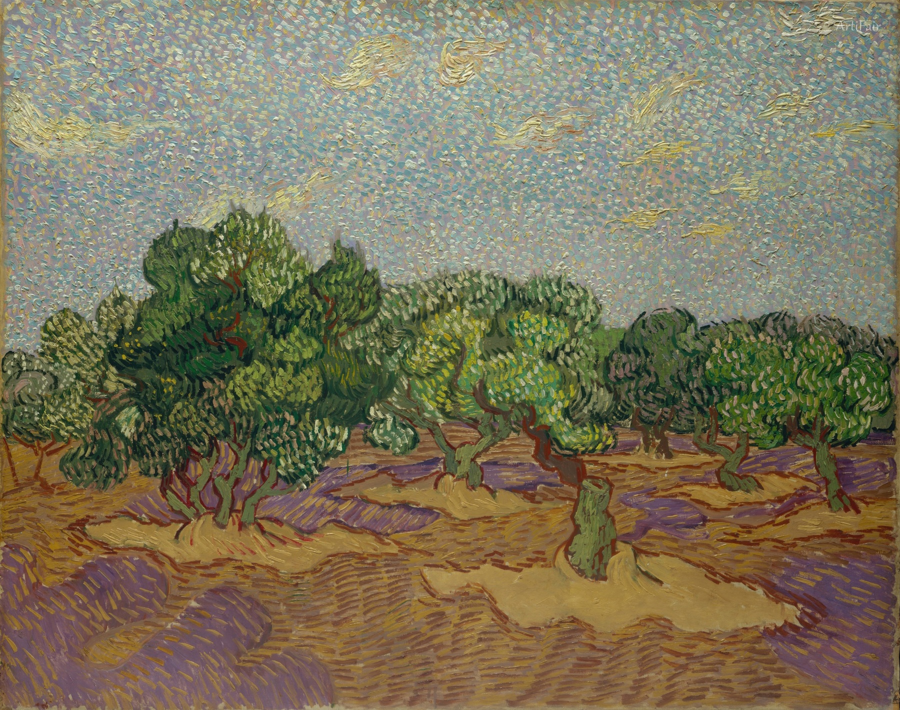 Olive Grove