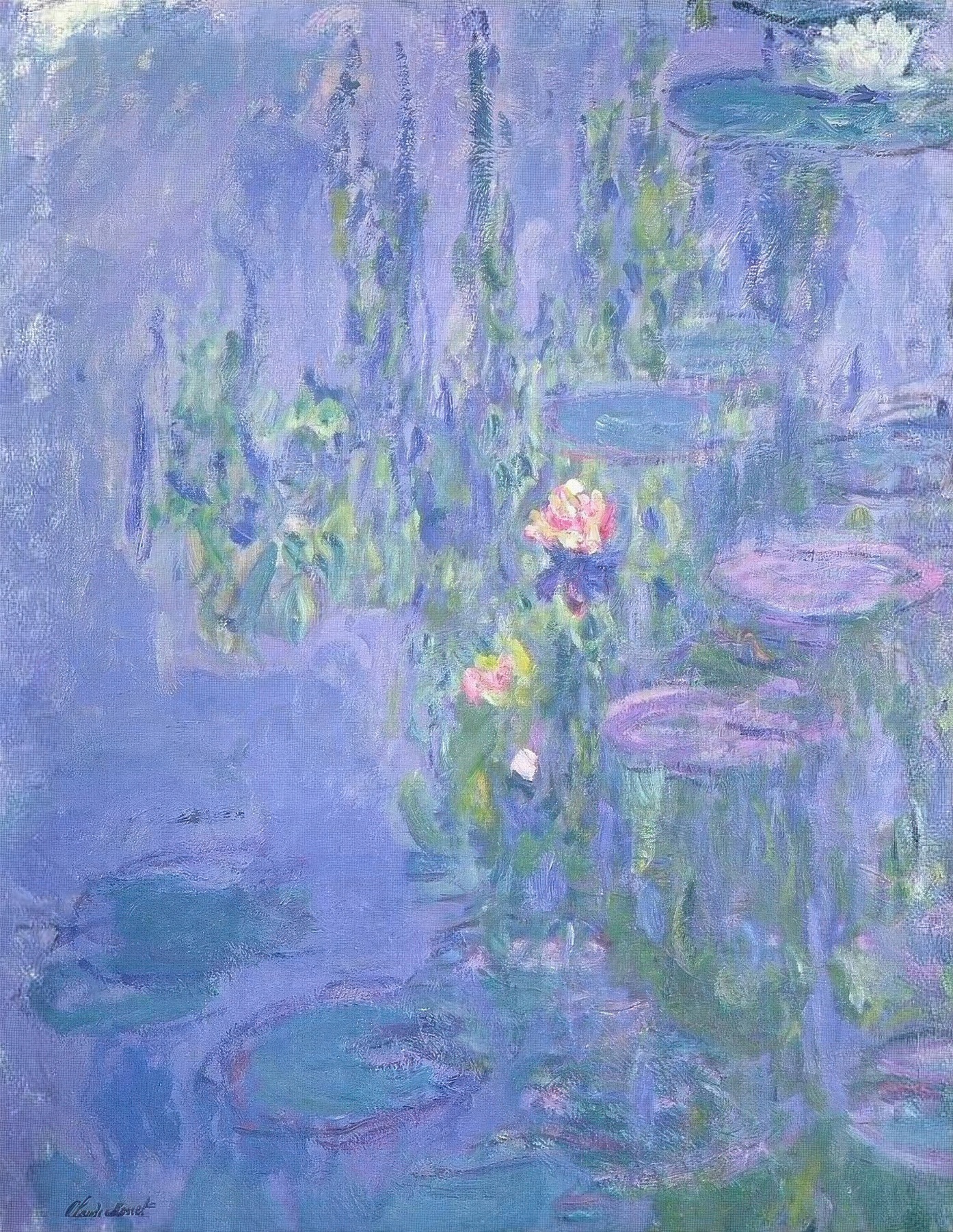 Water Lilies