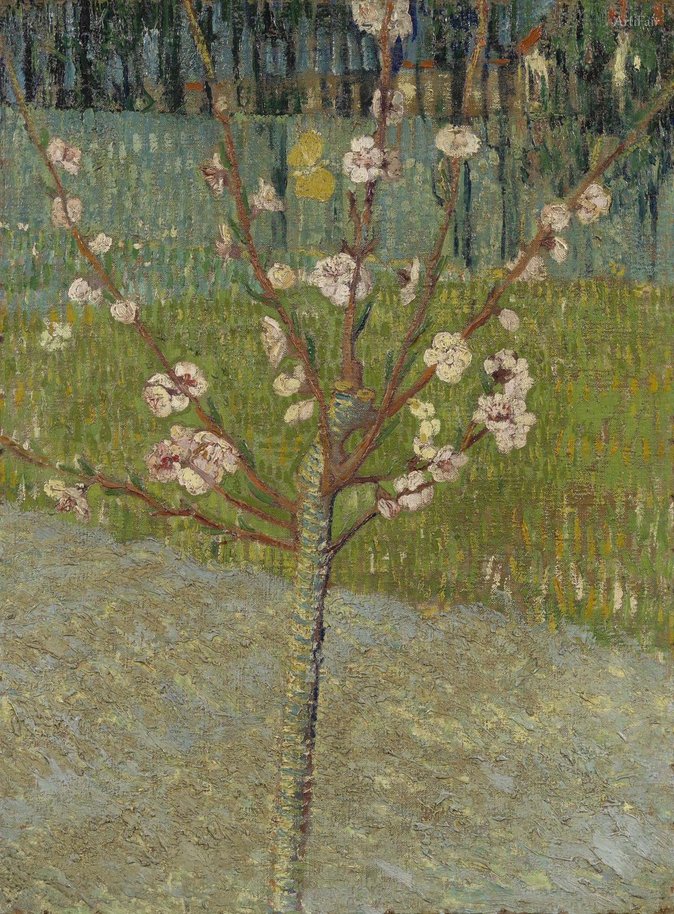 Almond tree in blossom