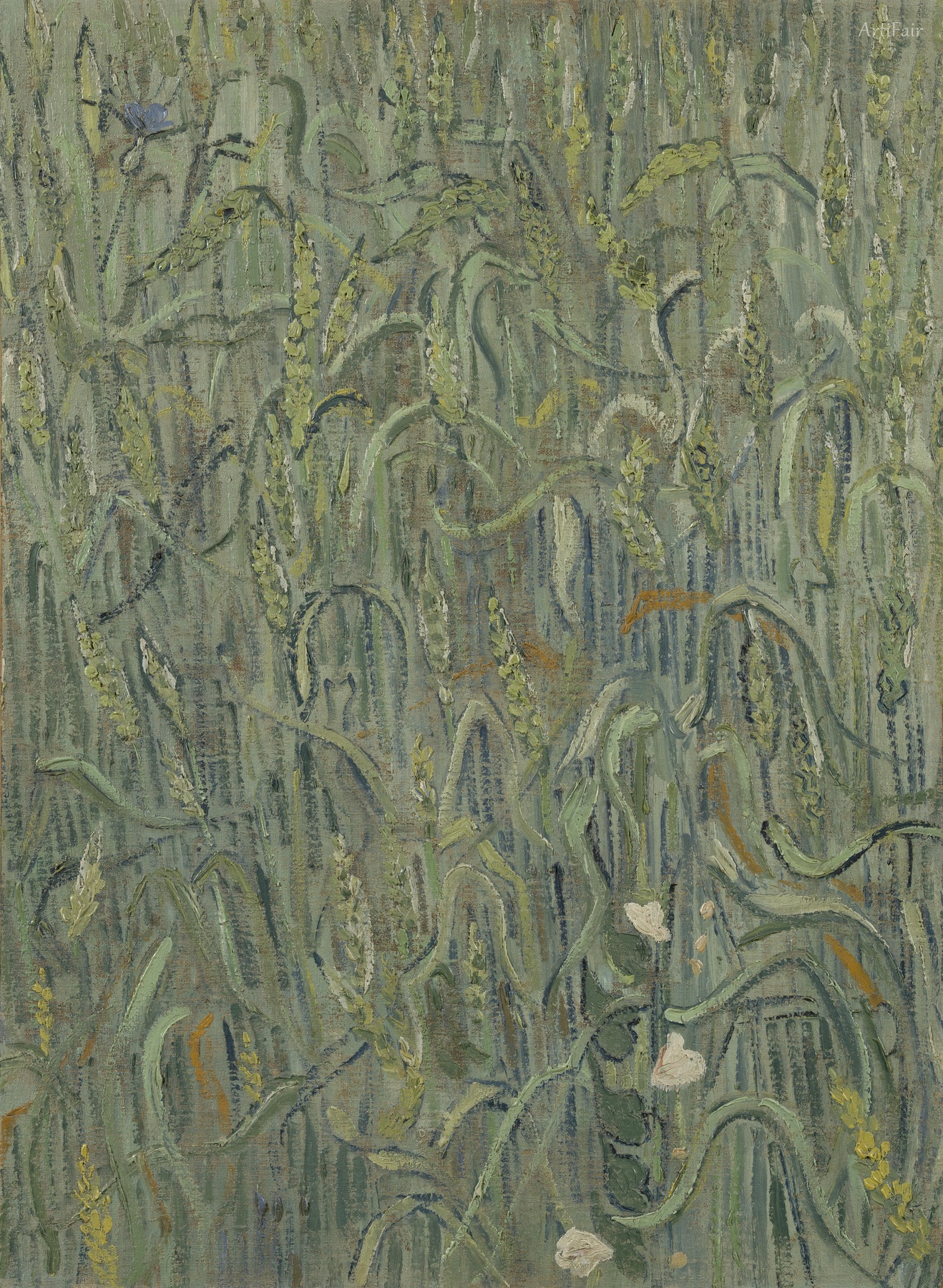 Ears of Wheat