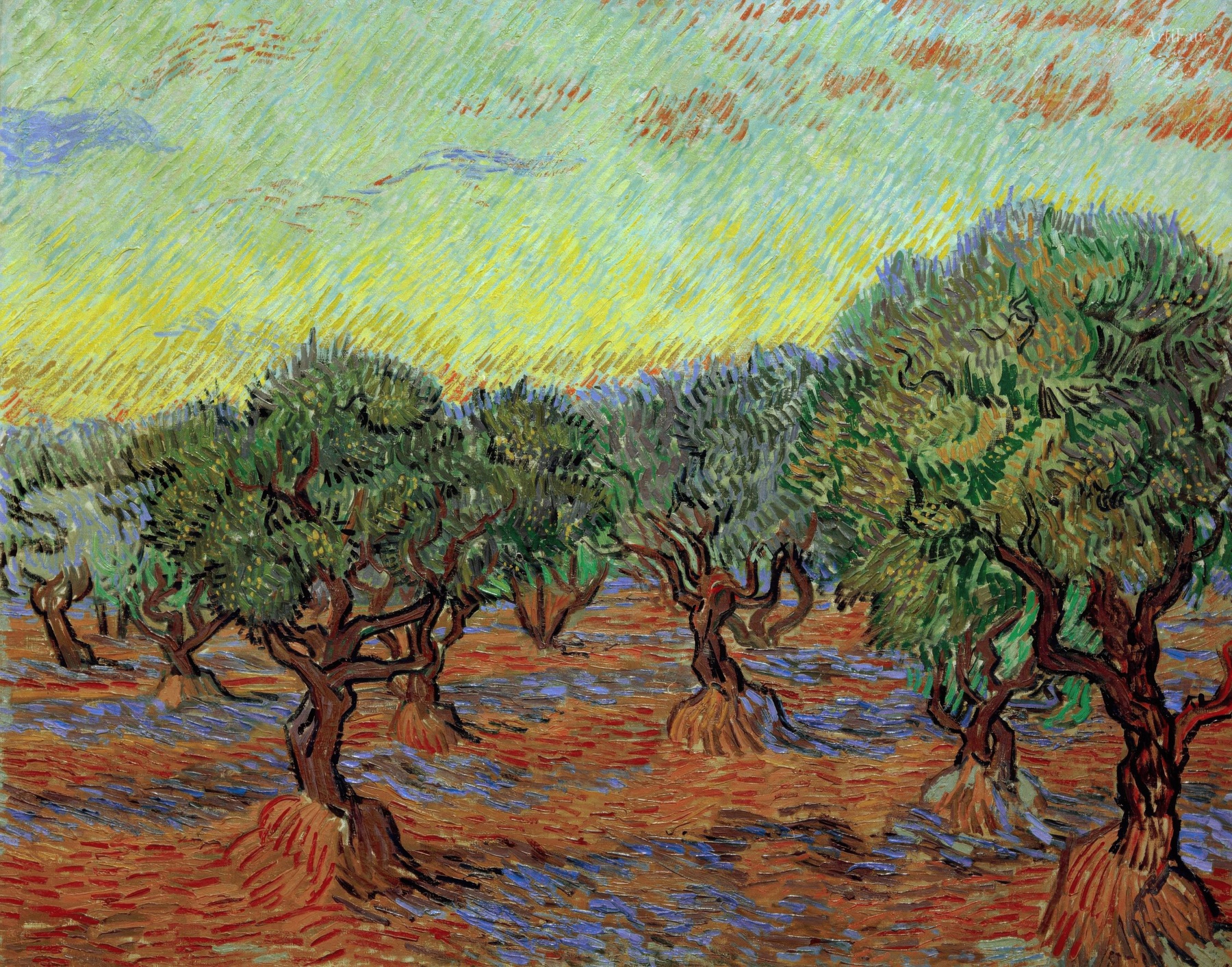 Olive Grove
