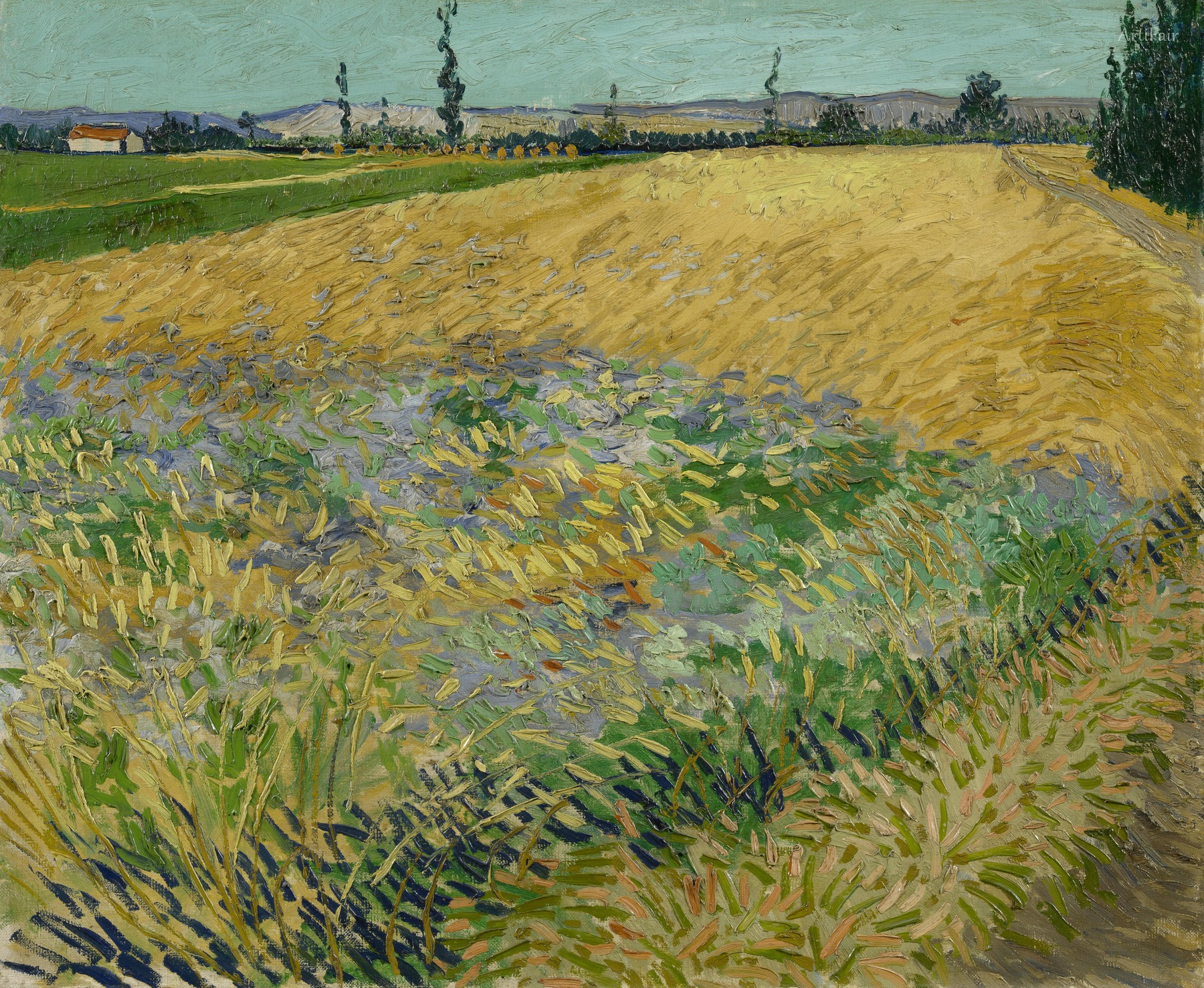 Wheatfeld