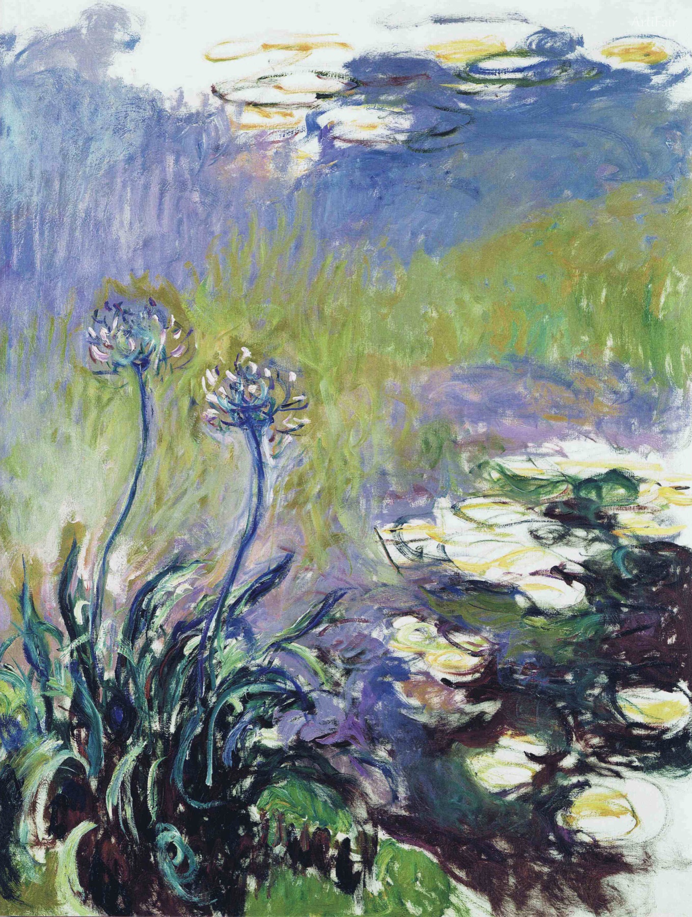Agapanthus