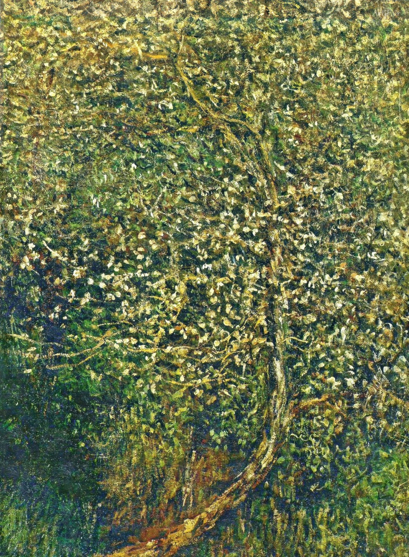 Apple Trees in Blossom by the Water