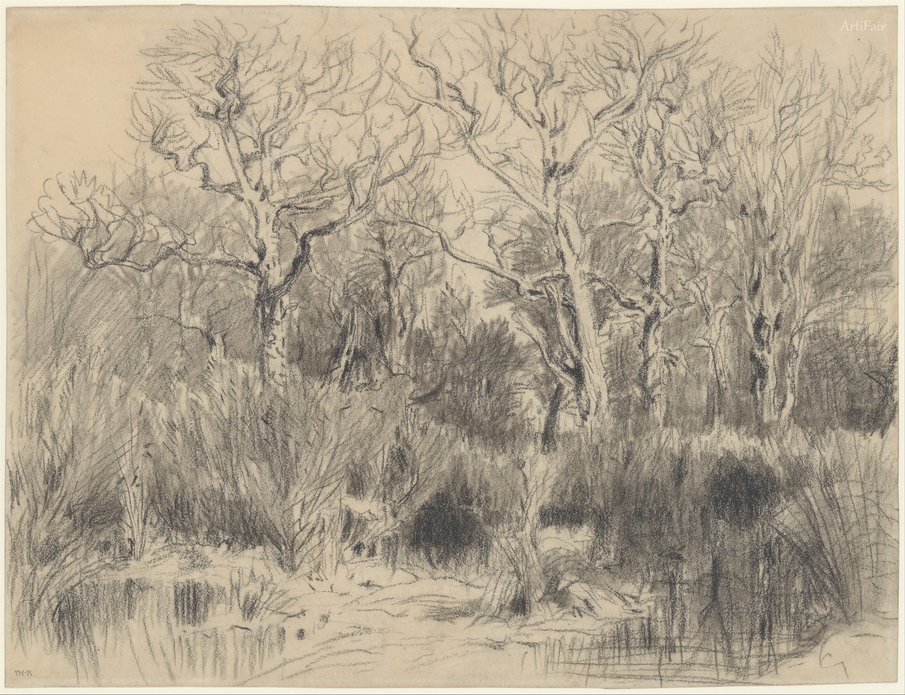 Trees in a Thicket