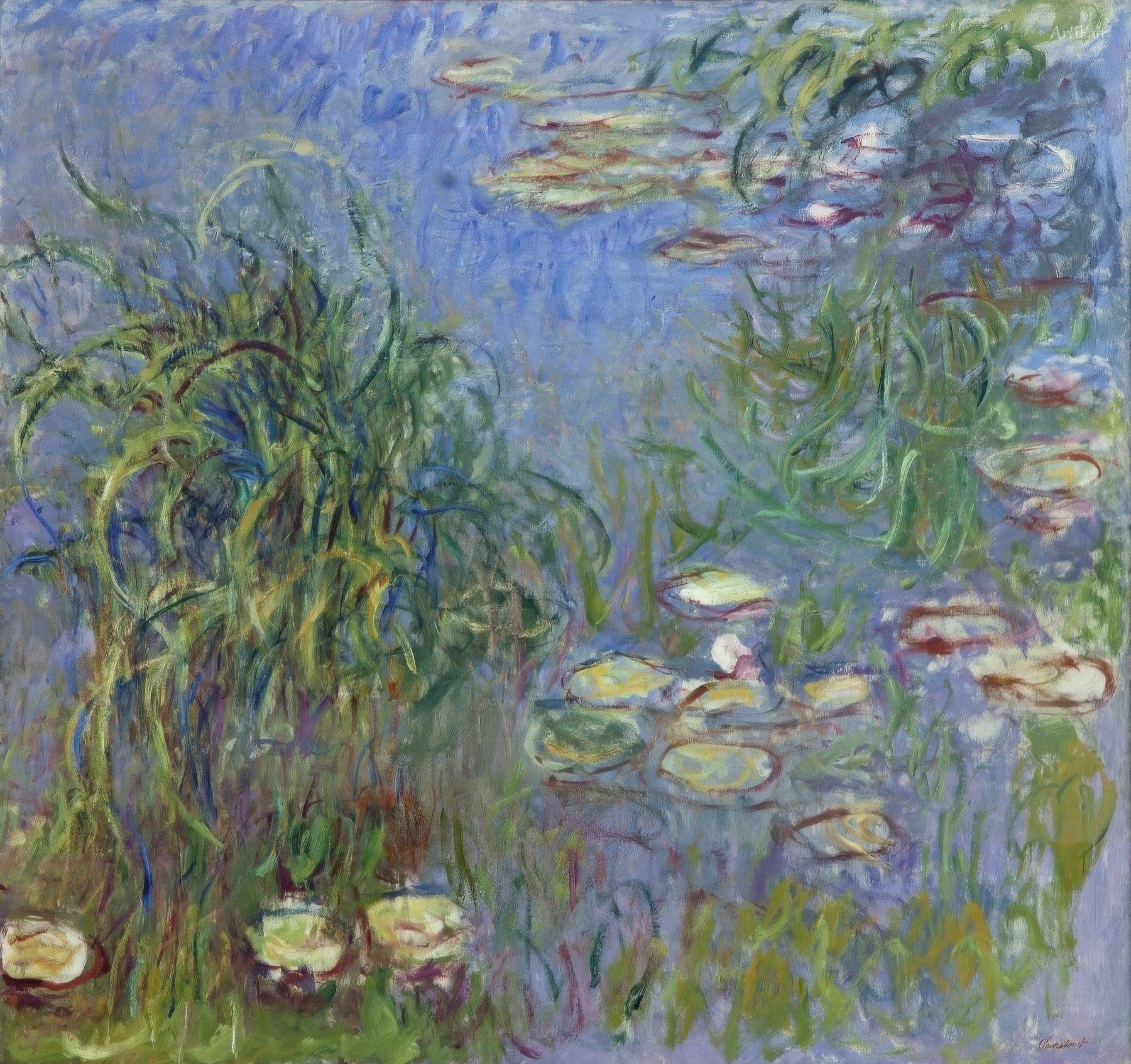 Water Lily Pond