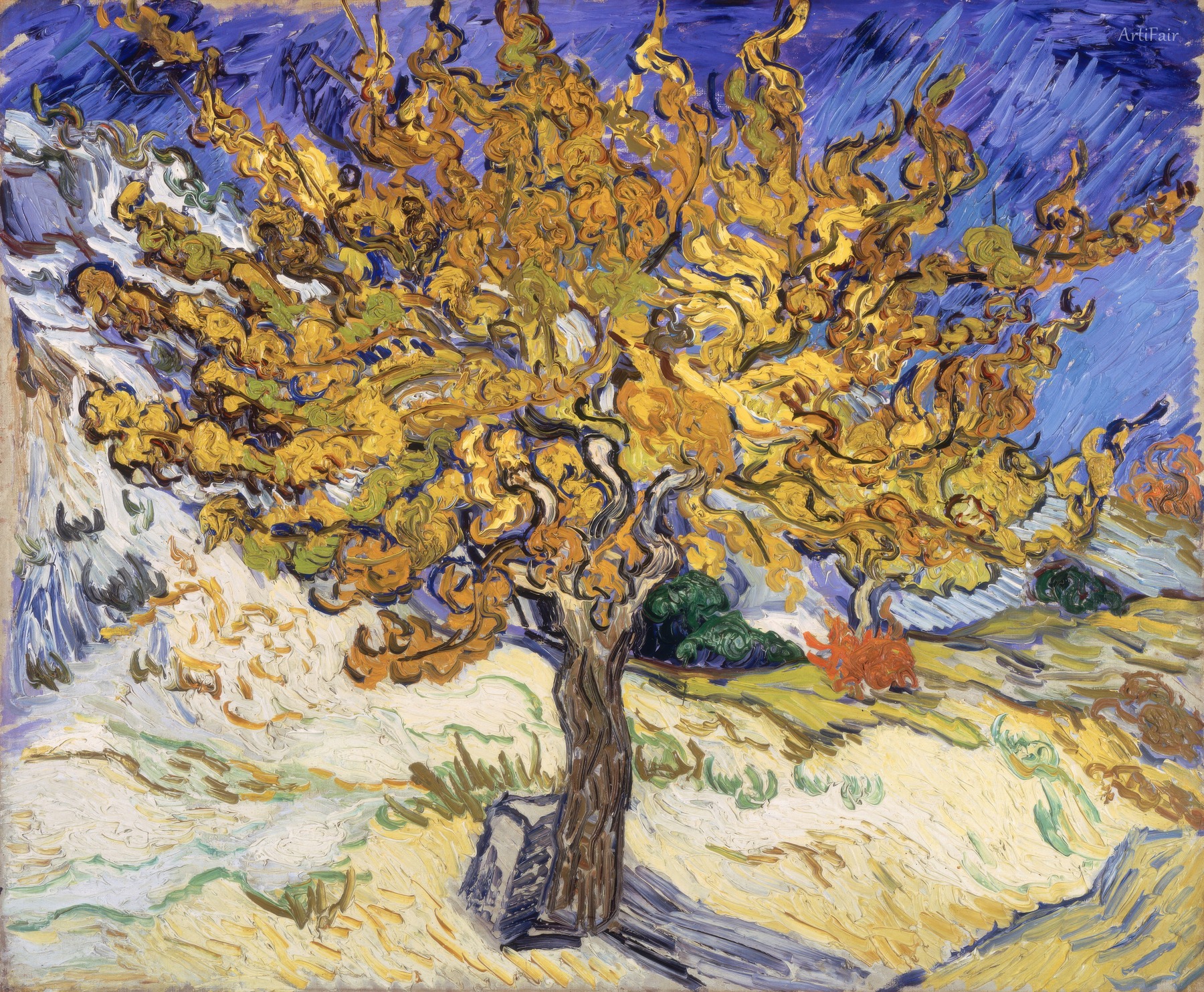 Mulberry Tree