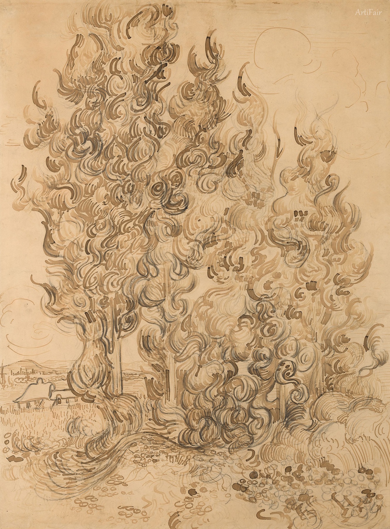 Cypresses