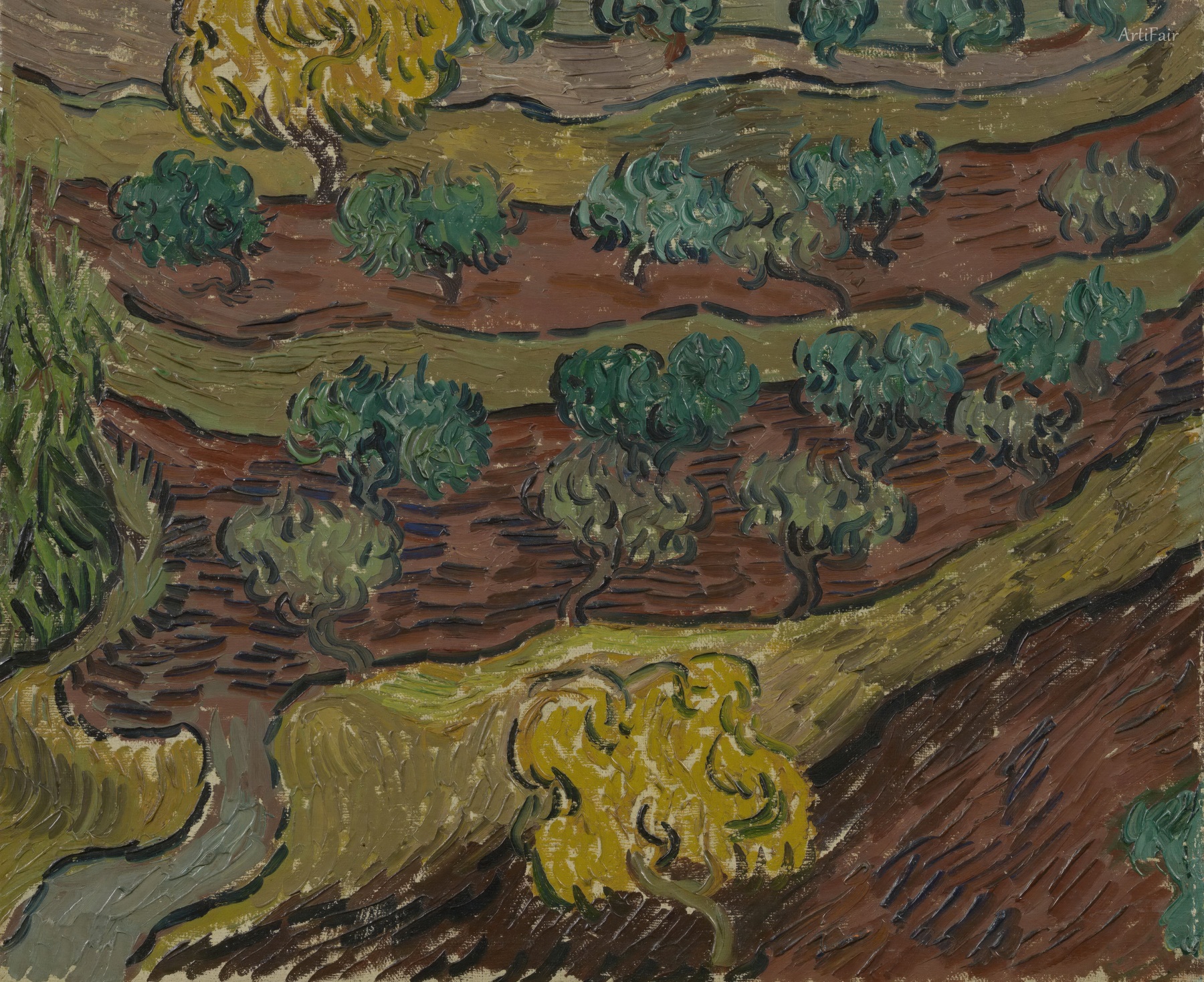 Olive Trees on a Hillside