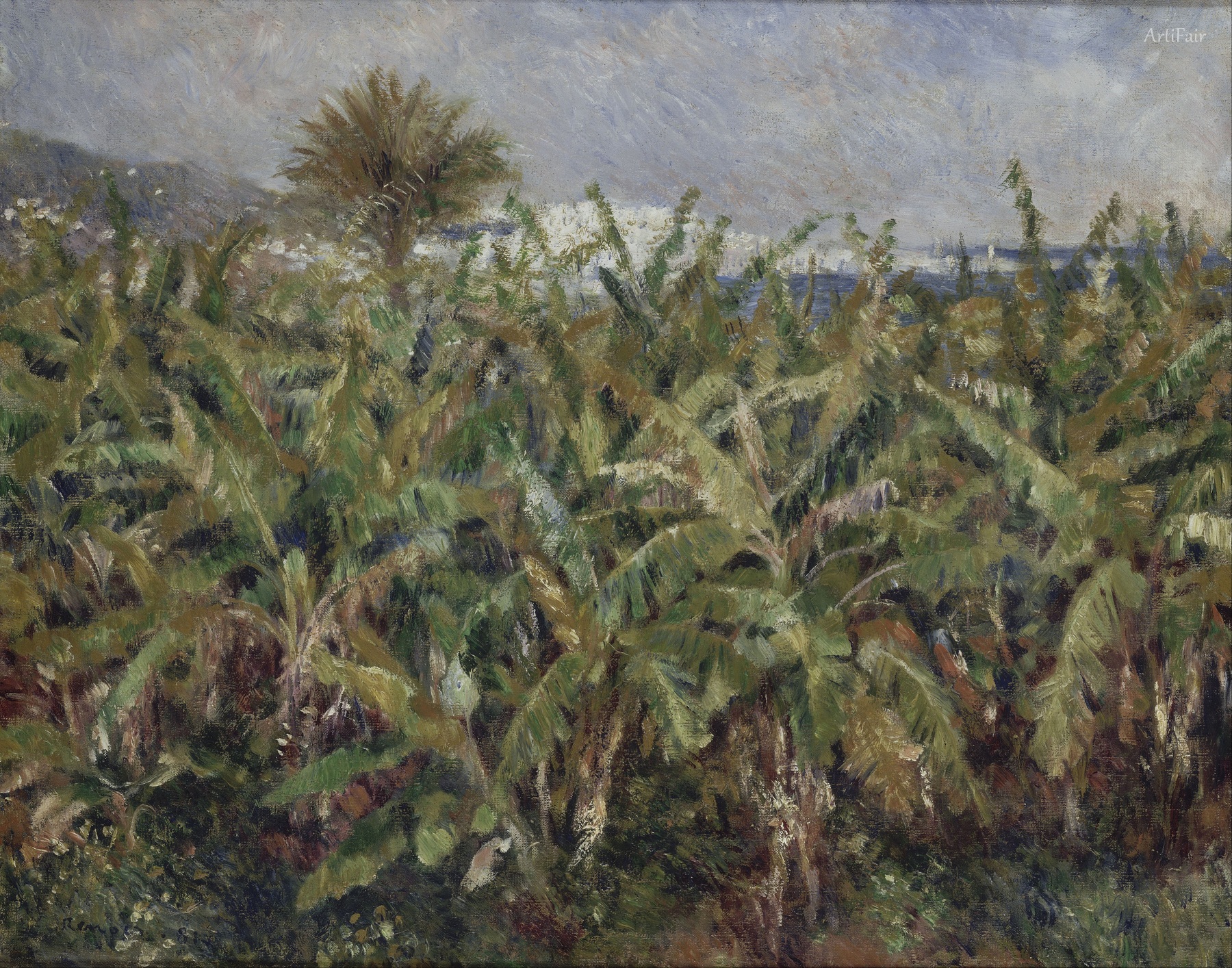 Banana Grove