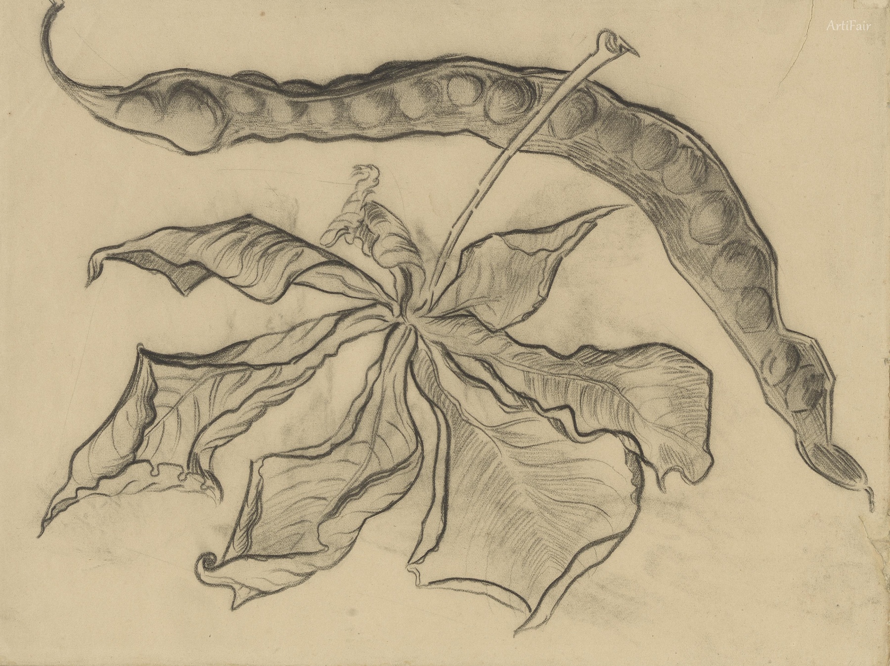 Chestnut Leaf with Pod